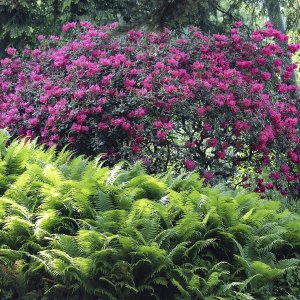 Rhododendron und Farn